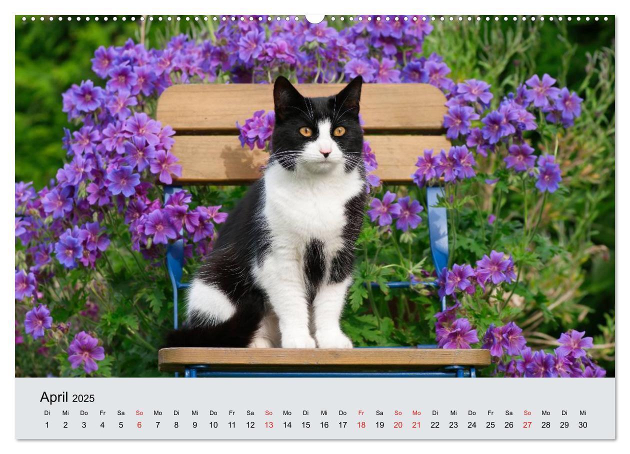 Bild: 9783435811809 | Katzen im Garten (Wandkalender 2025 DIN A2 quer), CALVENDO...