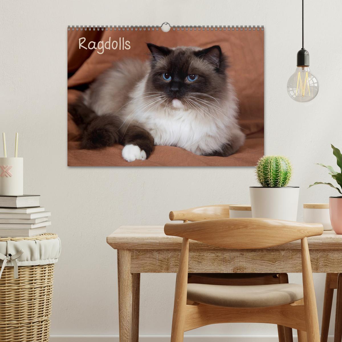 Bild: 9783435753901 | Ragdolls (Wandkalender 2025 DIN A3 quer), CALVENDO Monatskalender