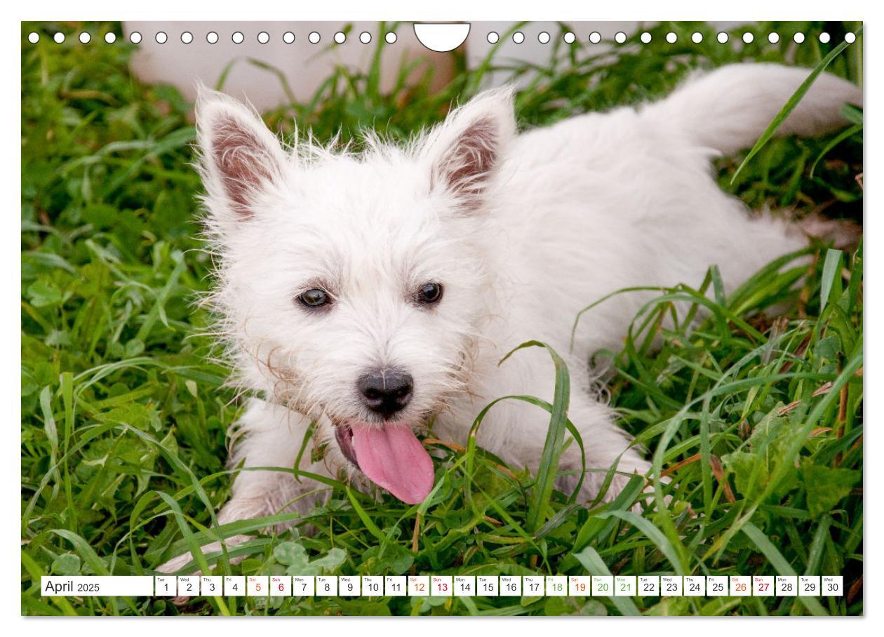 Bild: 9781325930739 | West Highland White Terrier - Your charming companion (Wall...