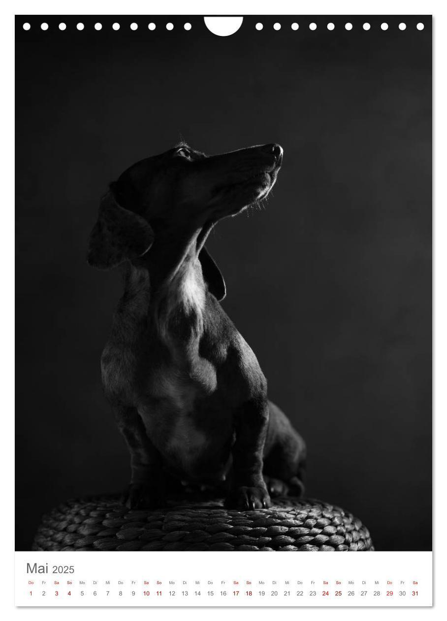 Bild: 9783435999491 | Fine Art Hundeportraits (Wandkalender 2025 DIN A4 hoch), CALVENDO...