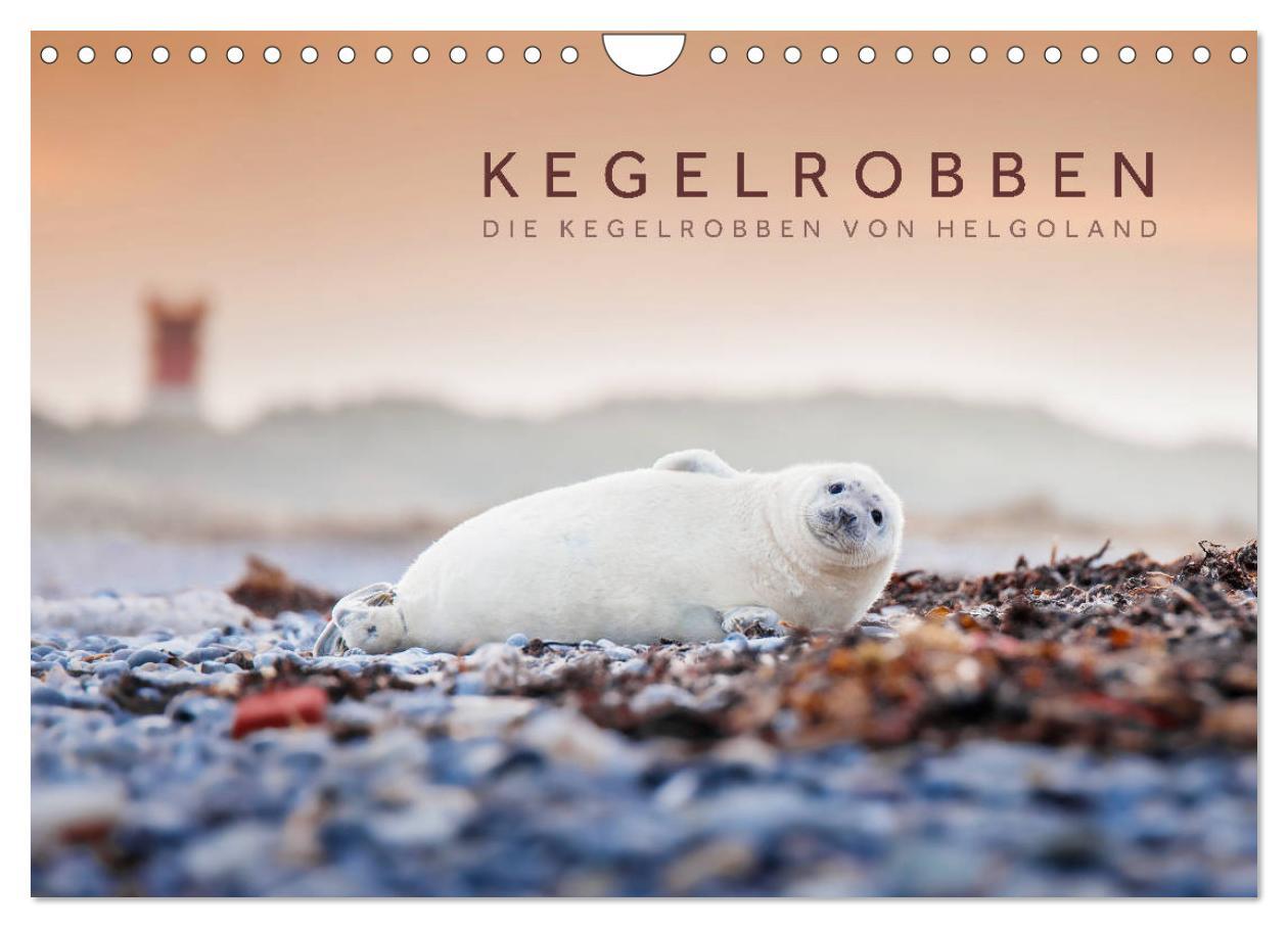 Cover: 9783435252442 | Kegelrobben - Die Kegelrobben von Helgoland (Wandkalender 2025 DIN...