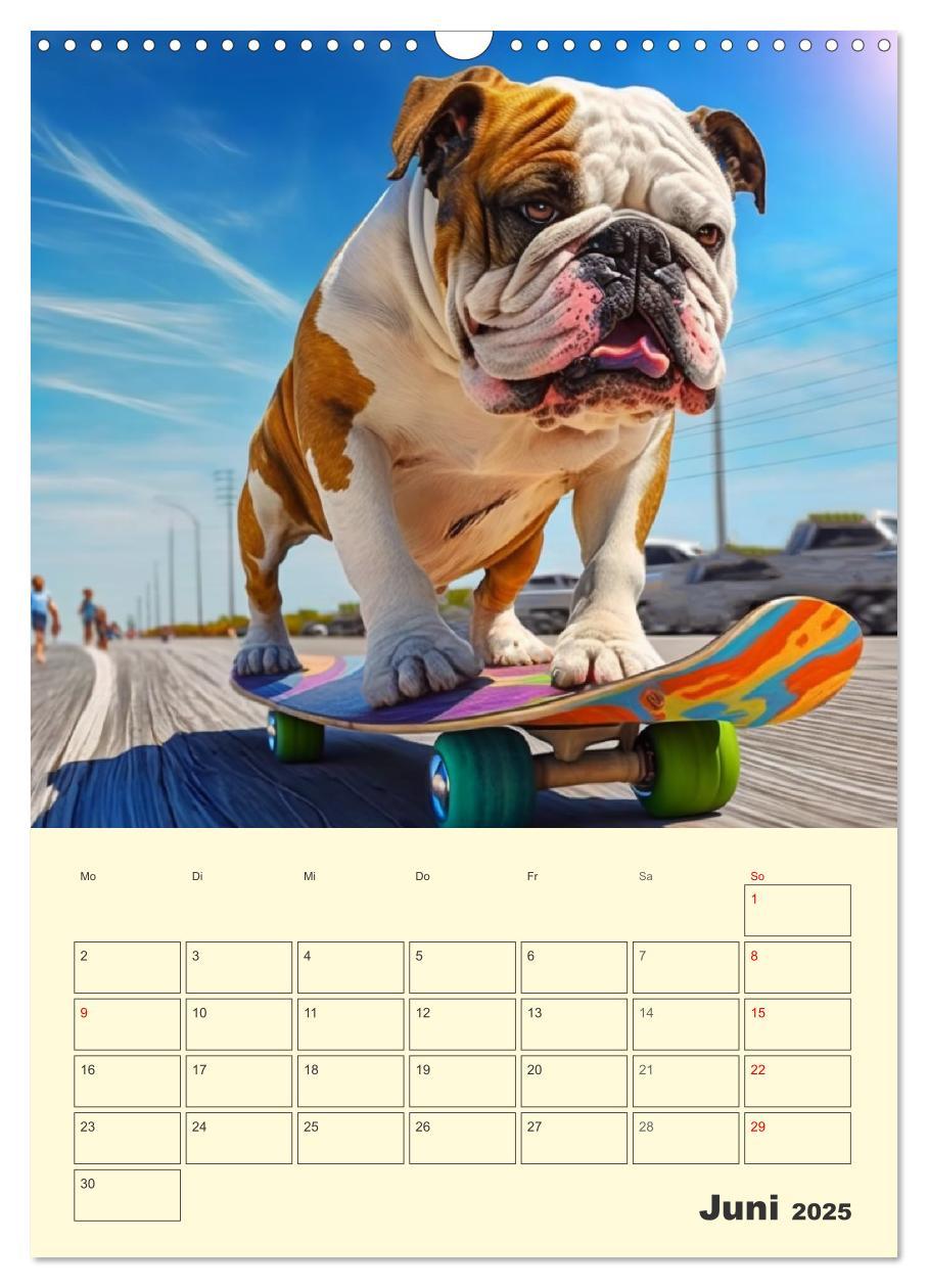 Bild: 9783435875405 | English Bulldogs. Fröhliche Dickköpfe mit Charakter (Wandkalender...