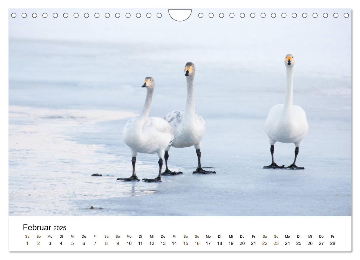 Bild: 9783435354986 | Finnland: eine tierische Entdeckungsreise (Wandkalender 2025 DIN A4...