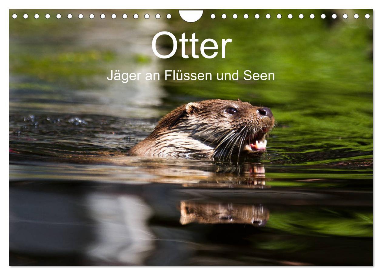 Cover: 9783435380053 | Otter - Jäger an Flüssen und Seen (Wandkalender 2025 DIN A4 quer),...