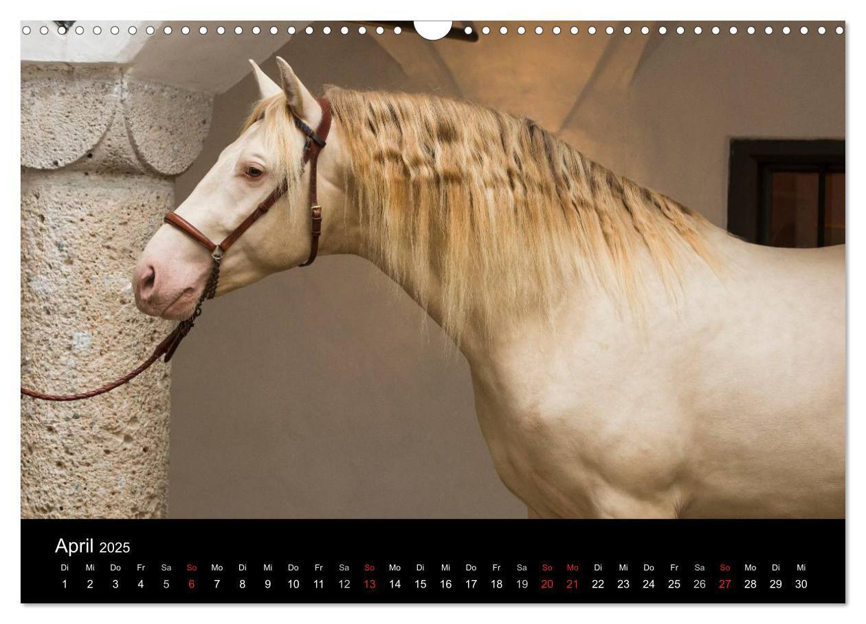 Bild: 9783435637904 | Spaniens stolze Pferde (Wandkalender 2025 DIN A3 quer), CALVENDO...