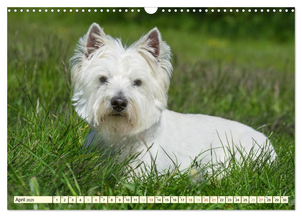 Bild: 9783435462612 | Kobold auf 4 Pfoten - West Highland White Terrier (Wandkalender...