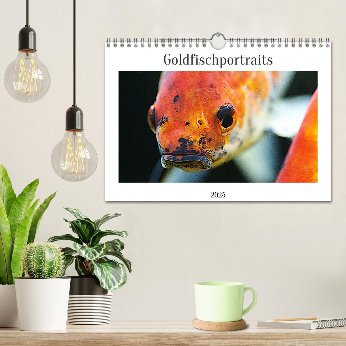 Bild: 9783435119707 | Goldfischportraits (Wandkalender 2025 DIN A4 quer), CALVENDO...