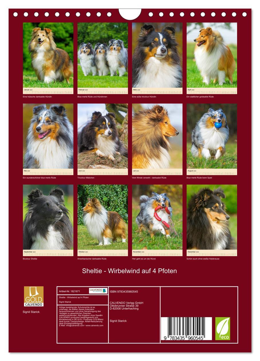 Bild: 9783435960545 | Sheltie - Wirbelwind auf 4 Pfoten (Wandkalender 2025 DIN A4 hoch),...