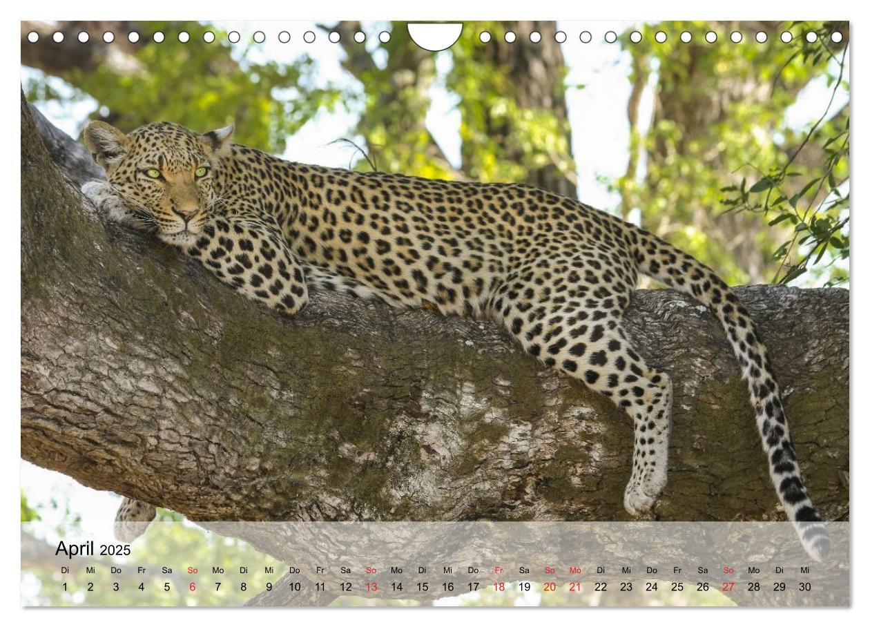 Bild: 9783435600908 | Leoparden. Elegante Jäger (Wandkalender 2025 DIN A4 quer), CALVENDO...