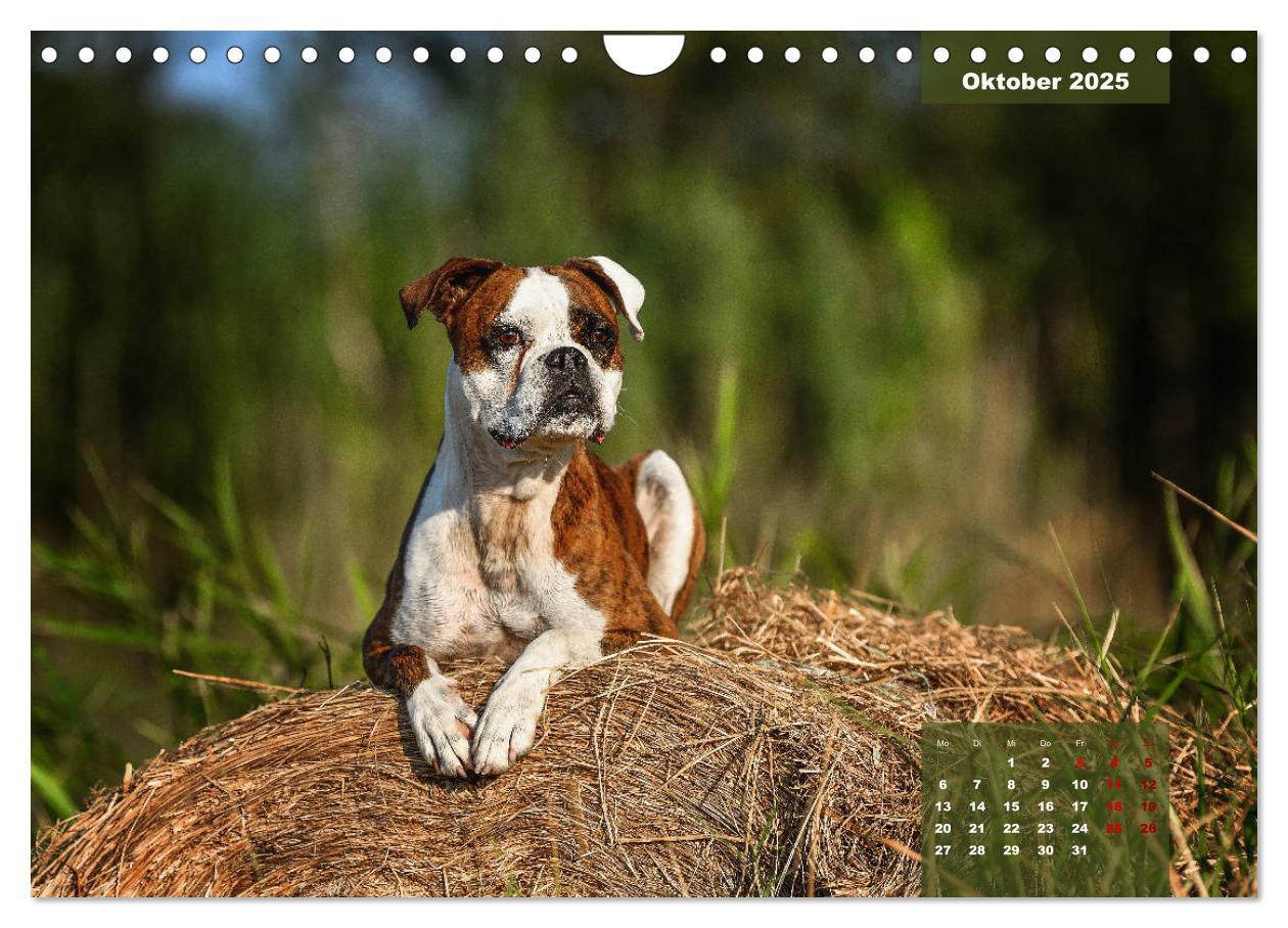 Bild: 9783435110896 | Boxer Frech und fröhlich durch das Jahr (Wandkalender 2025 DIN A4...