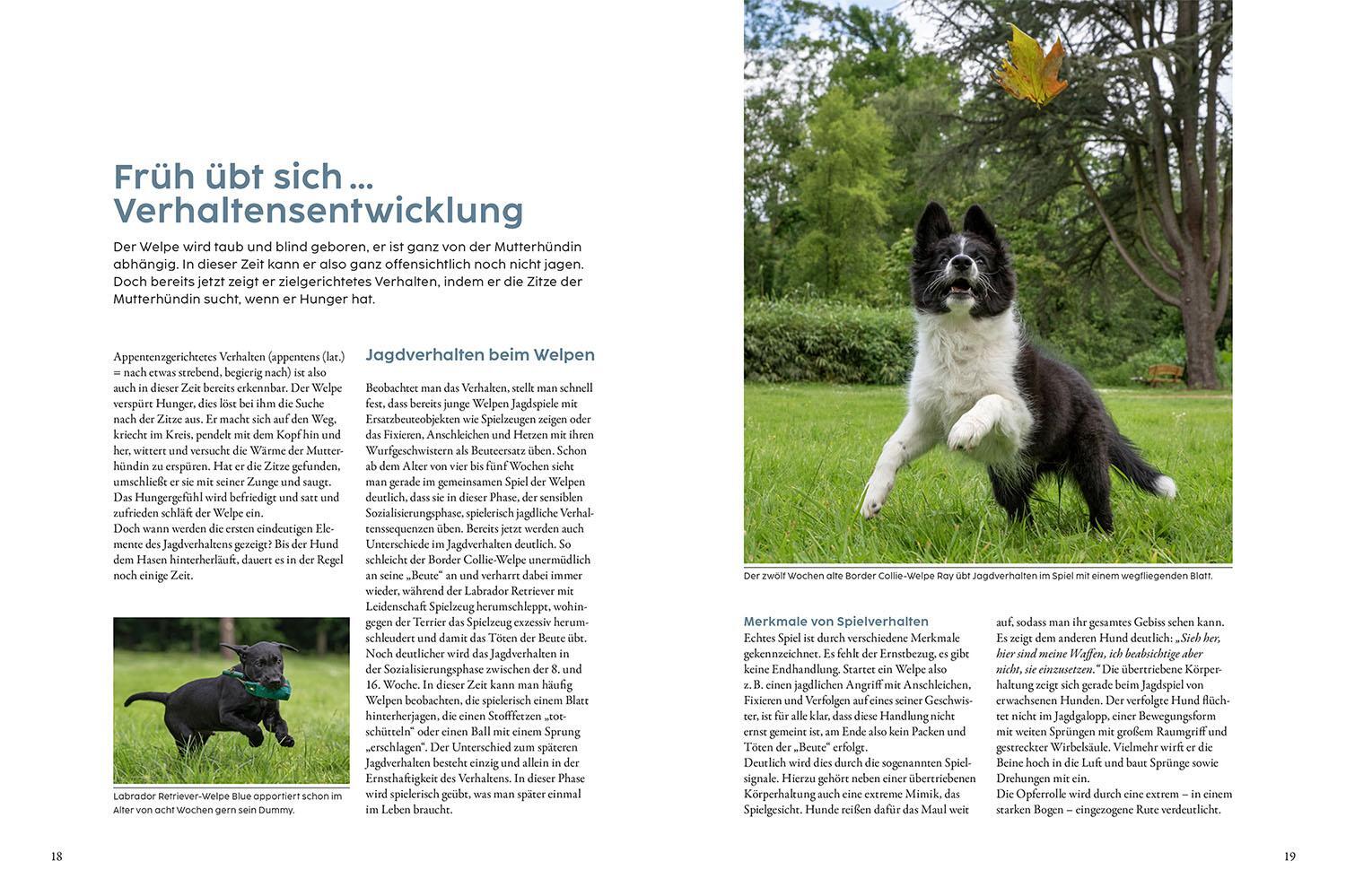 Bild: 9783440177006 | Jagdverhalten bei Hunden | Der Weg zum zuverlässigen Begleiter | Buch