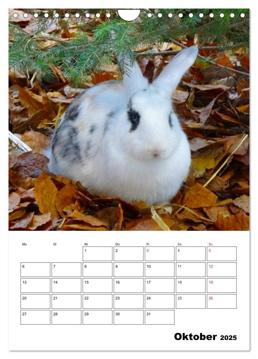 Bild: 9783457013236 | Kaninchen Terminplaner (Wandkalender 2025 DIN A4 hoch), CALVENDO...