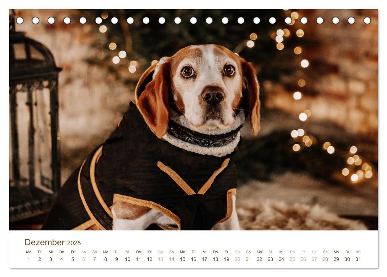 Bild: 9783435016112 | Beagle - Unser treuer Begleiter (Tischkalender 2025 DIN A5 quer),...