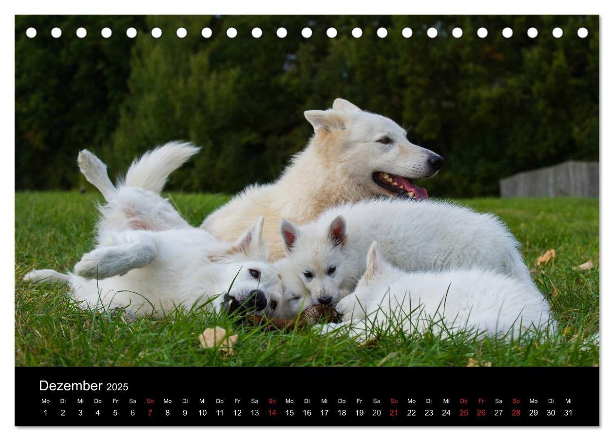 Bild: 9783435758326 | Weißer Schweizer Schäferhund - Ein Tag im Leben einer Hundefamilie...