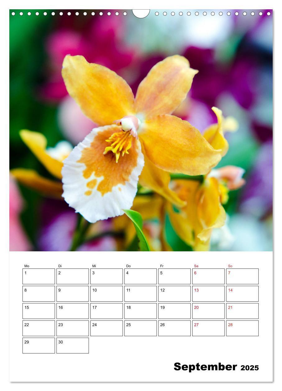 Bild: 9783435977499 | Orchideen - Tropische Schönheiten (Wandkalender 2025 DIN A3 hoch),...