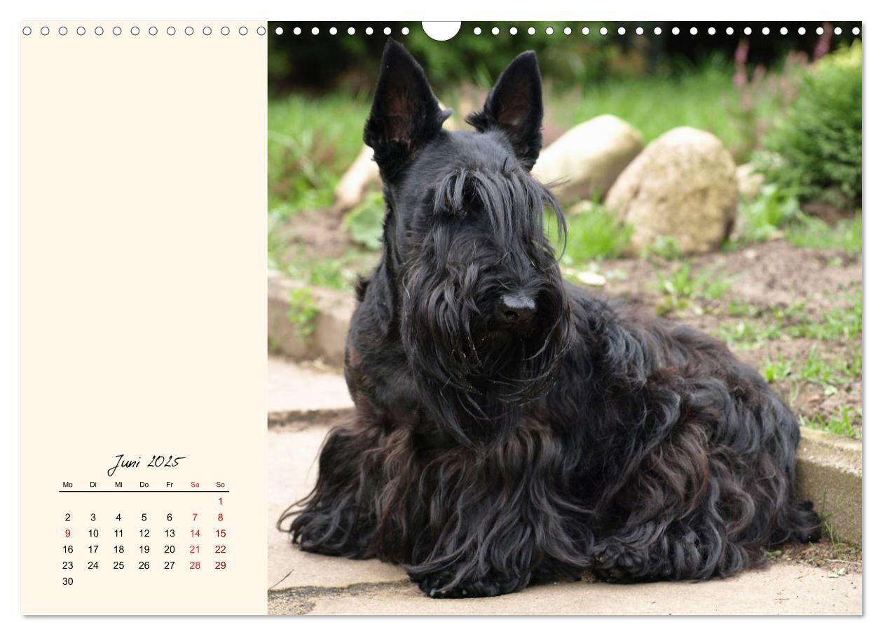 Bild: 9783435341672 | Scottish Terrier - Charmantes Rauhbein (Wandkalender 2025 DIN A3...