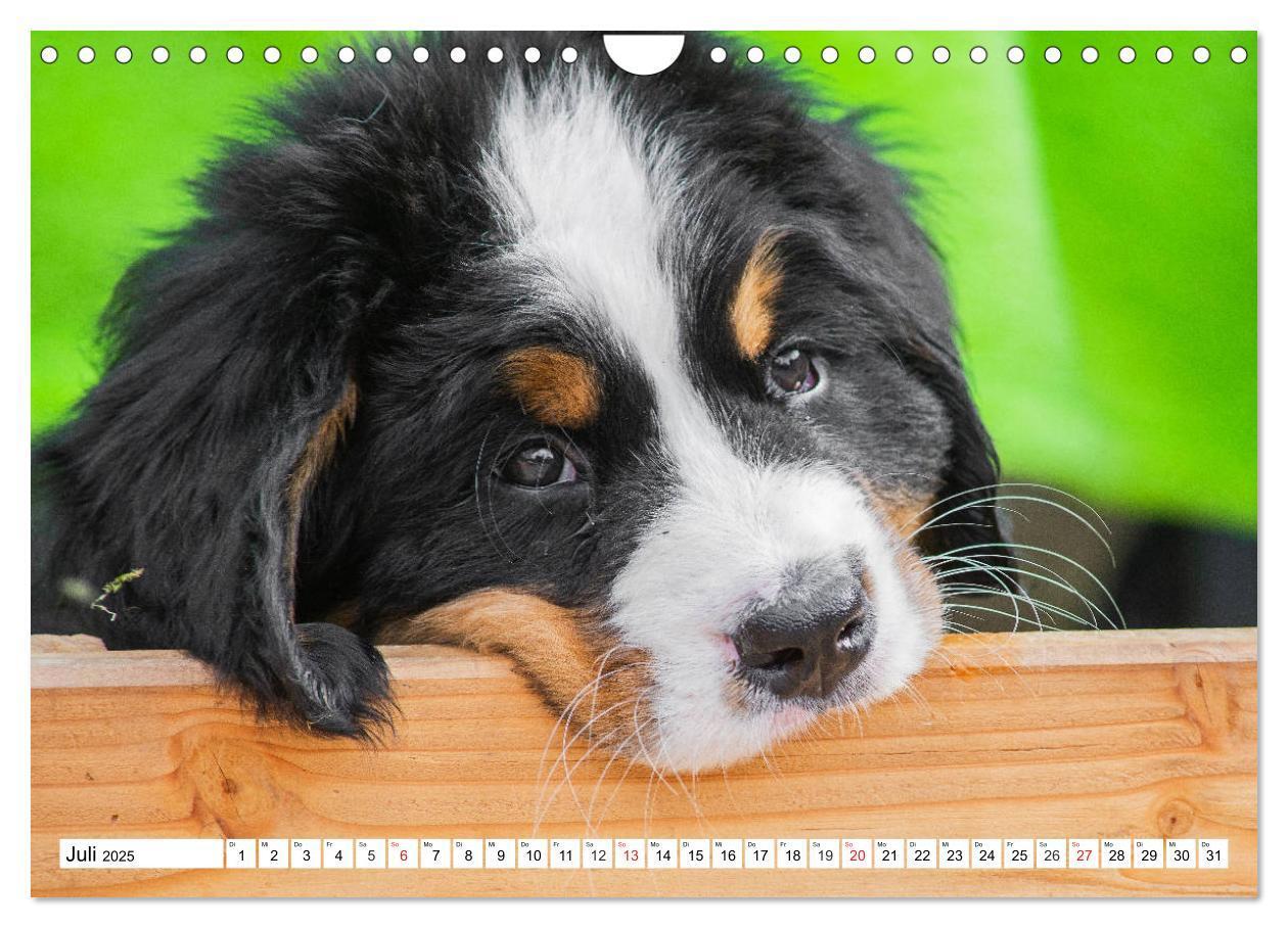 Bild: 9783435215737 | Kleine Herzen auf 4 Pfoten - Berner Sennenhunde (Wandkalender 2025...