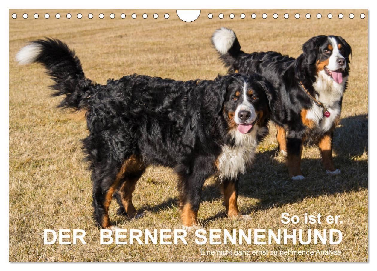 Cover: 9783435403431 | So ist er. Der Berner Sennenhund (Wandkalender 2025 DIN A4 quer),...