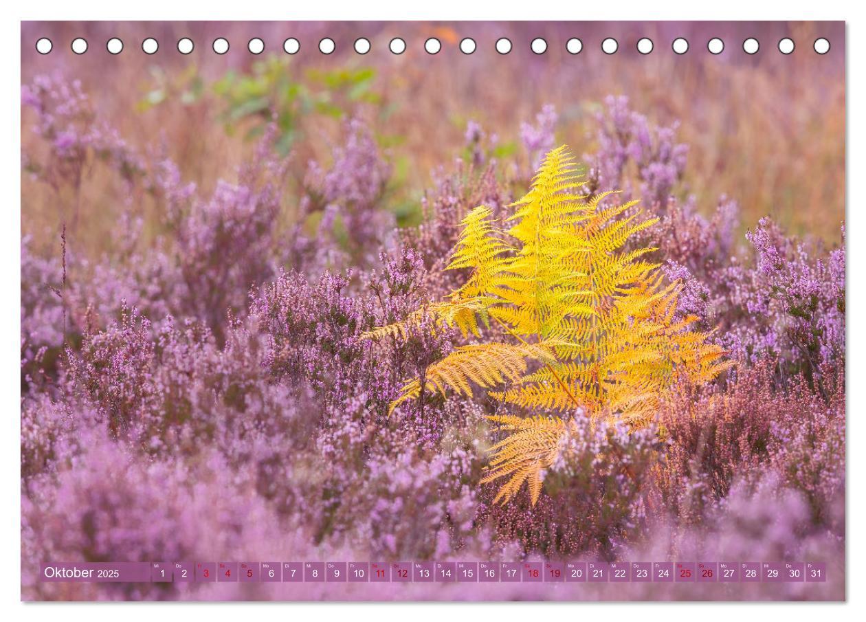 Bild: 9783383951510 | Romantische Heideblüte (Tischkalender 2025 DIN A5 quer), CALVENDO...