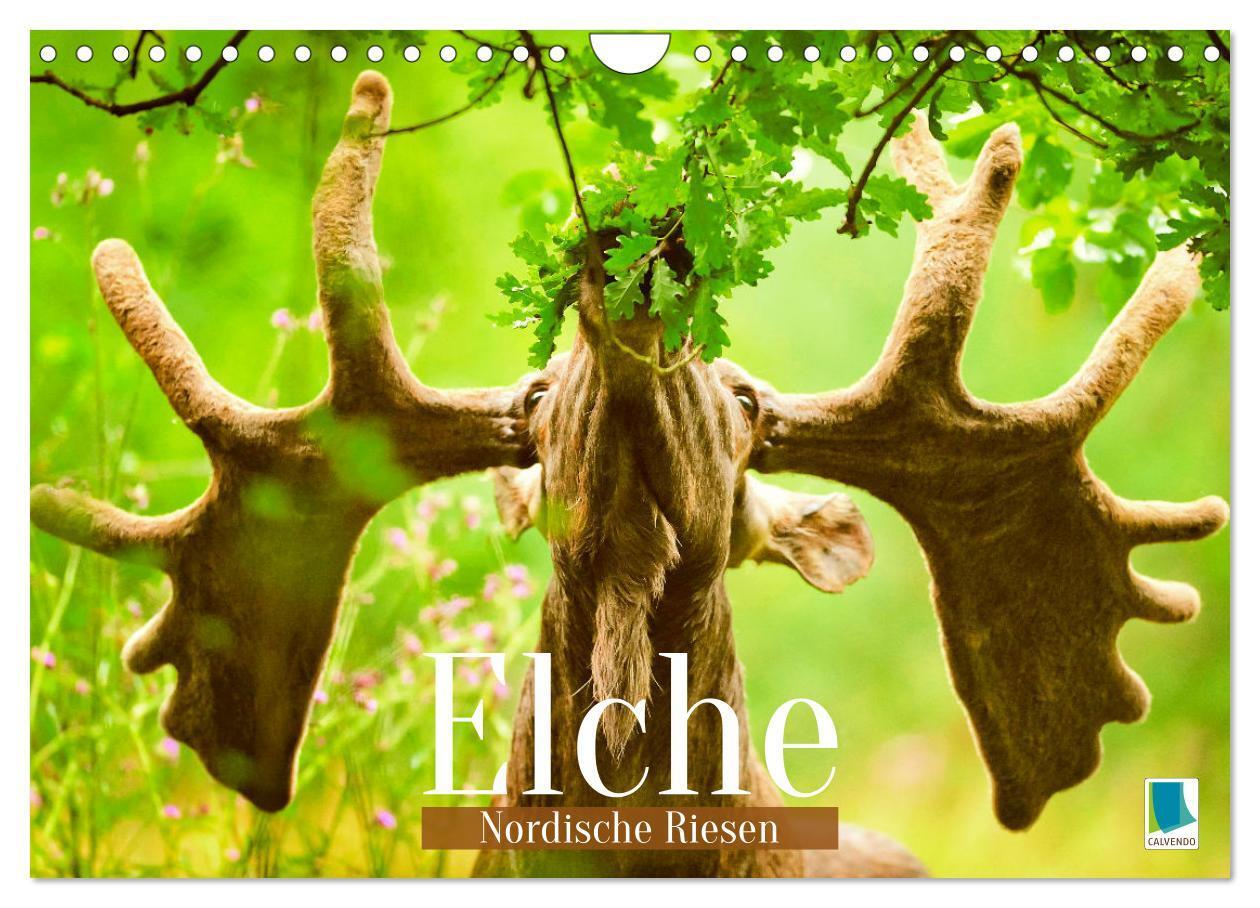 Cover: 9783457161159 | Elche: Nordische Riesen (Wandkalender 2025 DIN A4 quer), CALVENDO...