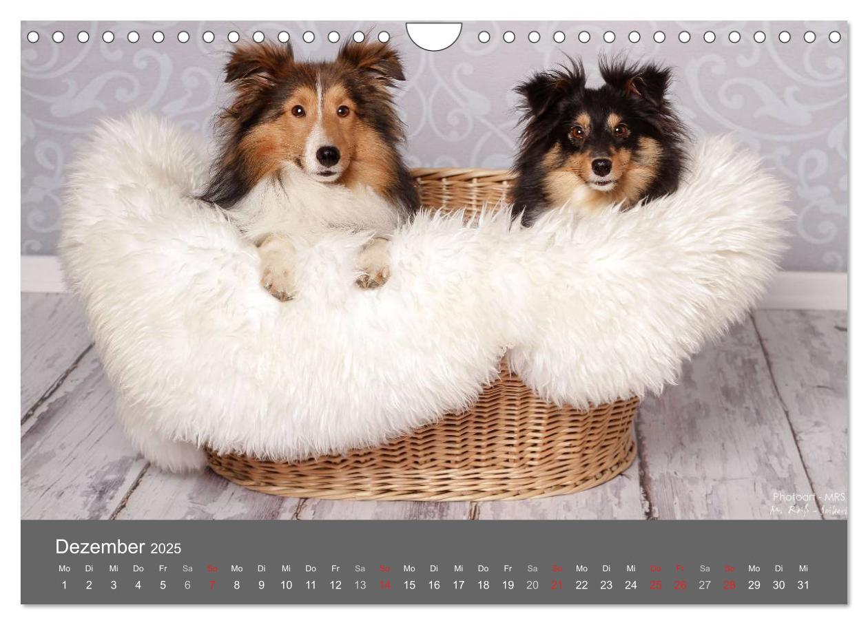 Bild: 9783435732166 | Shelties : Charmeure auf 4 Pfoten (Wandkalender 2025 DIN A4 quer),...