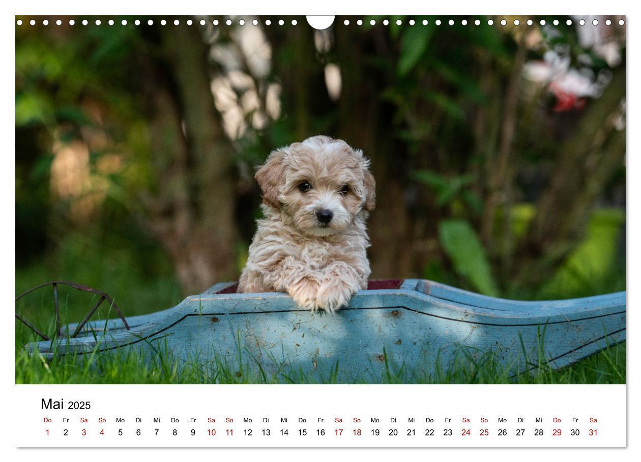 Bild: 9783435038053 | Maltipoo Welpen (Wandkalender 2025 DIN A3 quer), CALVENDO...