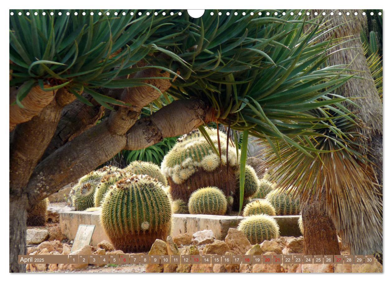 Bild: 9783435336579 | BOTANICACTUS Mallorcas Kakteengarten (Wandkalender 2025 DIN A3...