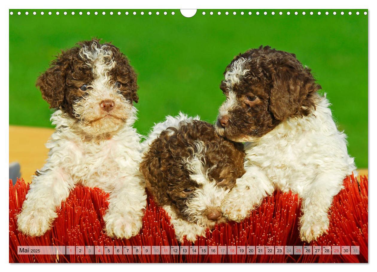 Bild: 9783435312399 | Lagotto Romagnolo - Ein Hund zum Verlieben (Wandkalender 2025 DIN...