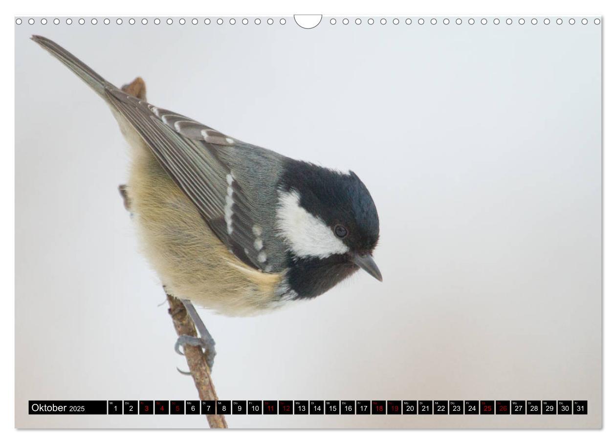 Bild: 9783435381128 | Vögel aus dem Garten (Wandkalender 2025 DIN A3 quer), CALVENDO...