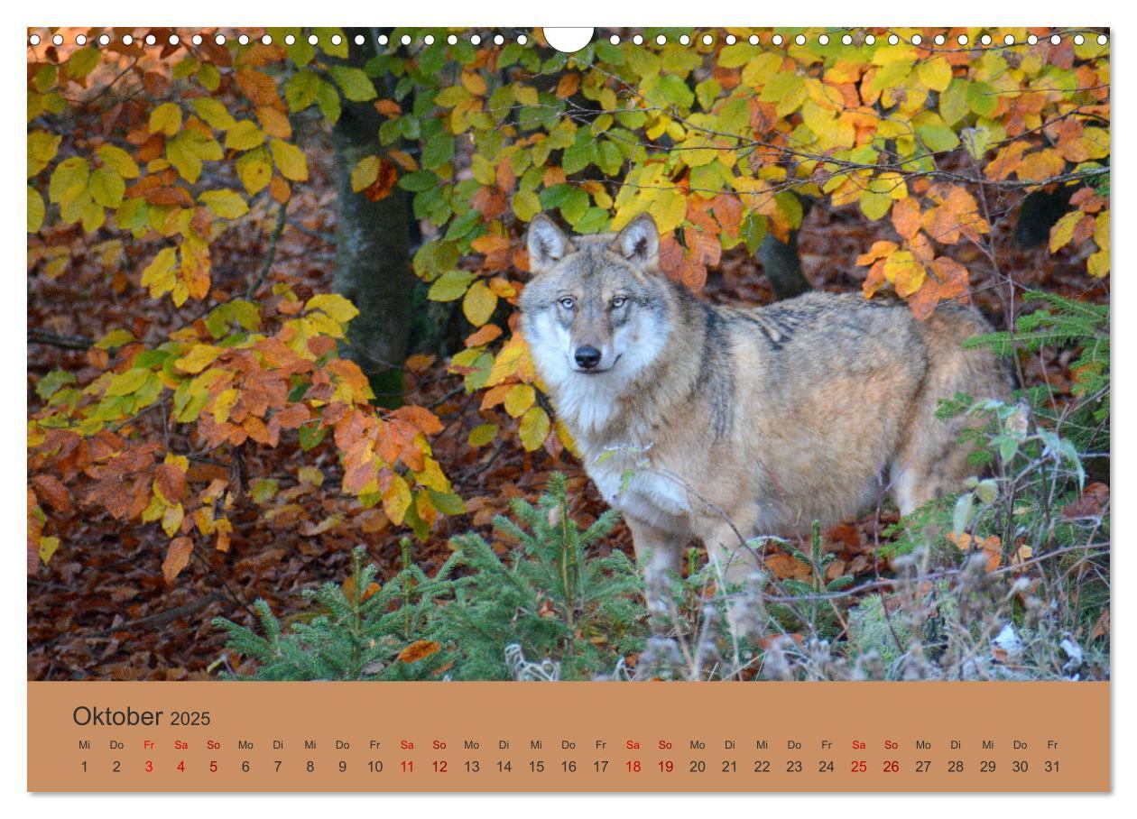 Bild: 9783435393398 | Begegnungen DER WOLF (Wandkalender 2025 DIN A3 quer), CALVENDO...