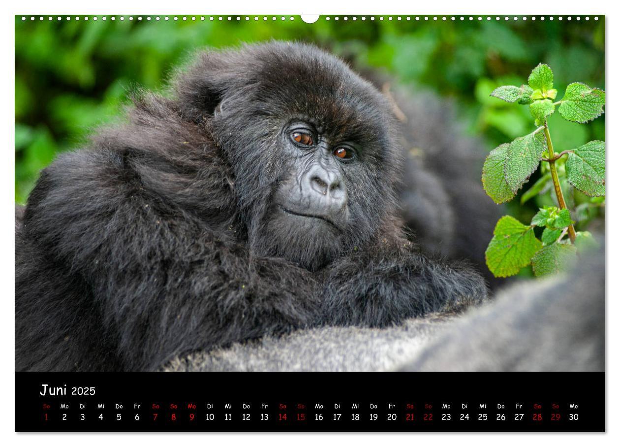 Bild: 9783435119080 | Berggorillas: die bedrohten Riesen (Wandkalender 2025 DIN A2 quer),...