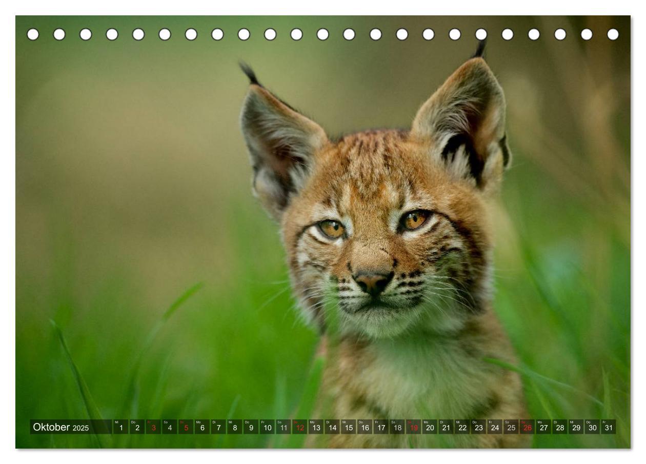 Bild: 9783435687510 | Der Luchs - Dem Pinselohr auf der Spur (Tischkalender 2025 DIN A5...