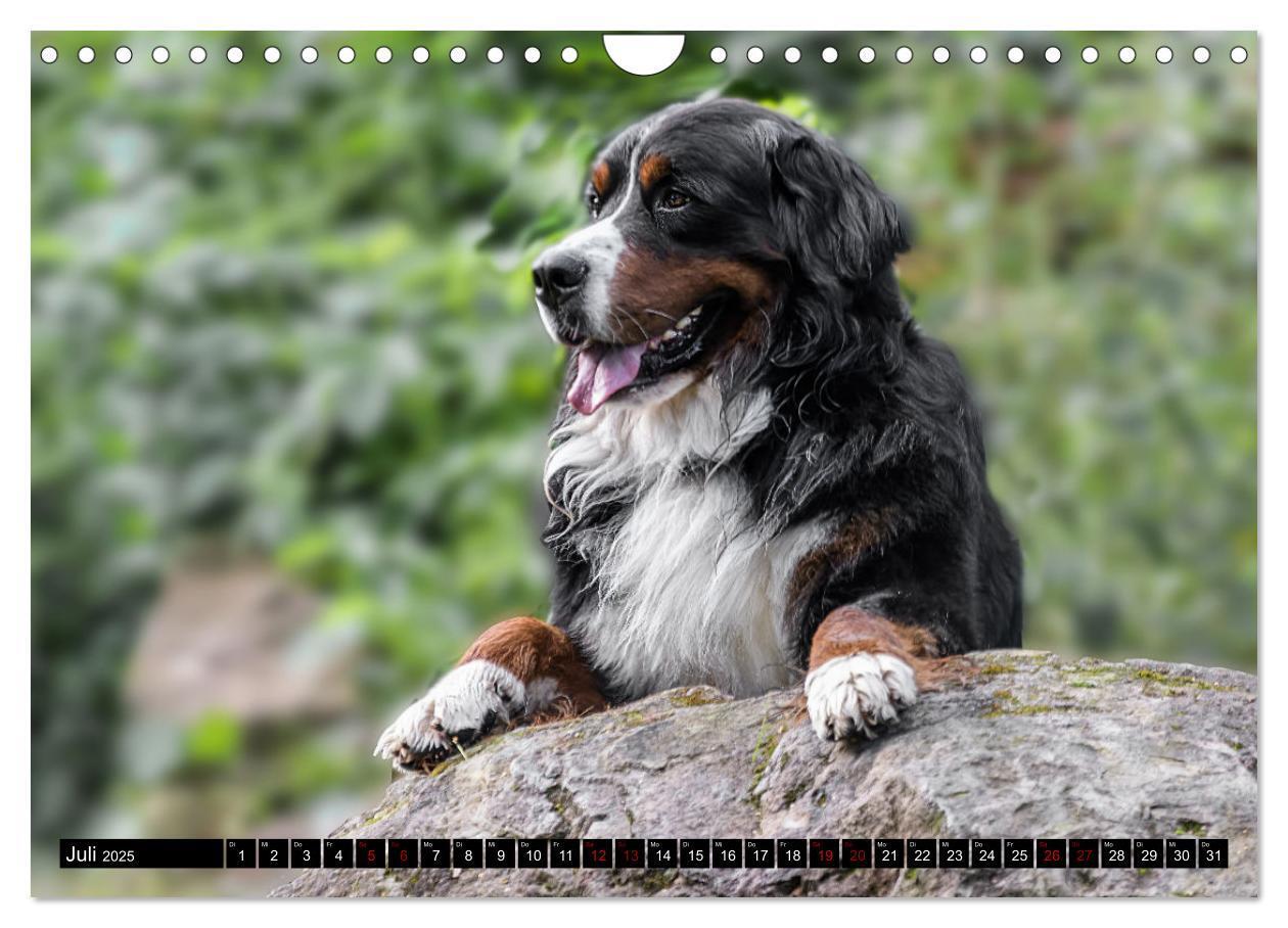 Bild: 9783457182475 | Berner Sennenhunde - Faszinierende Herzensbrecher (Wandkalender...