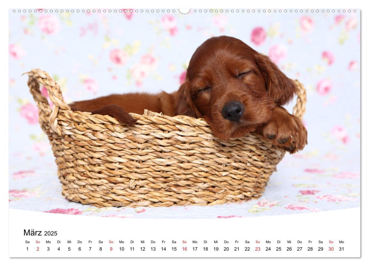 Bild: 9783435159338 | Süße Träume 2025 - schlafende Hundewelpen (Wandkalender 2025 DIN A2...