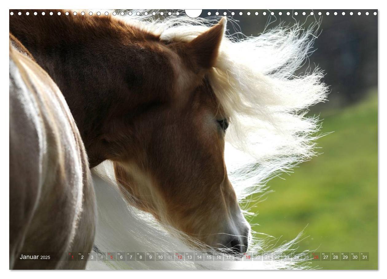 Bild: 9783435753185 | Haflinger Schönheiten (Wandkalender 2025 DIN A3 quer), CALVENDO...