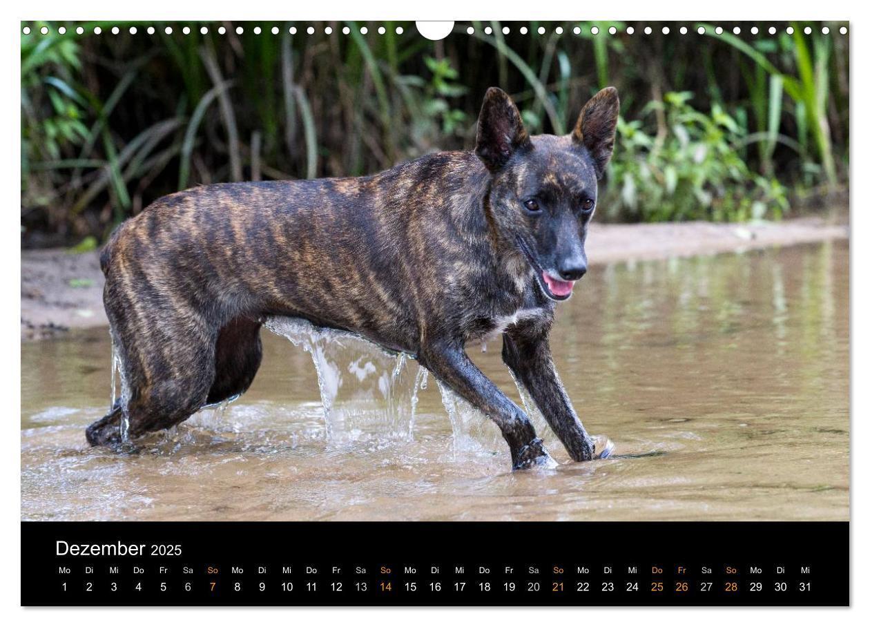 Bild: 9783435687244 | Holländischer Schäferhund (Wandkalender 2025 DIN A3 quer), CALVENDO...