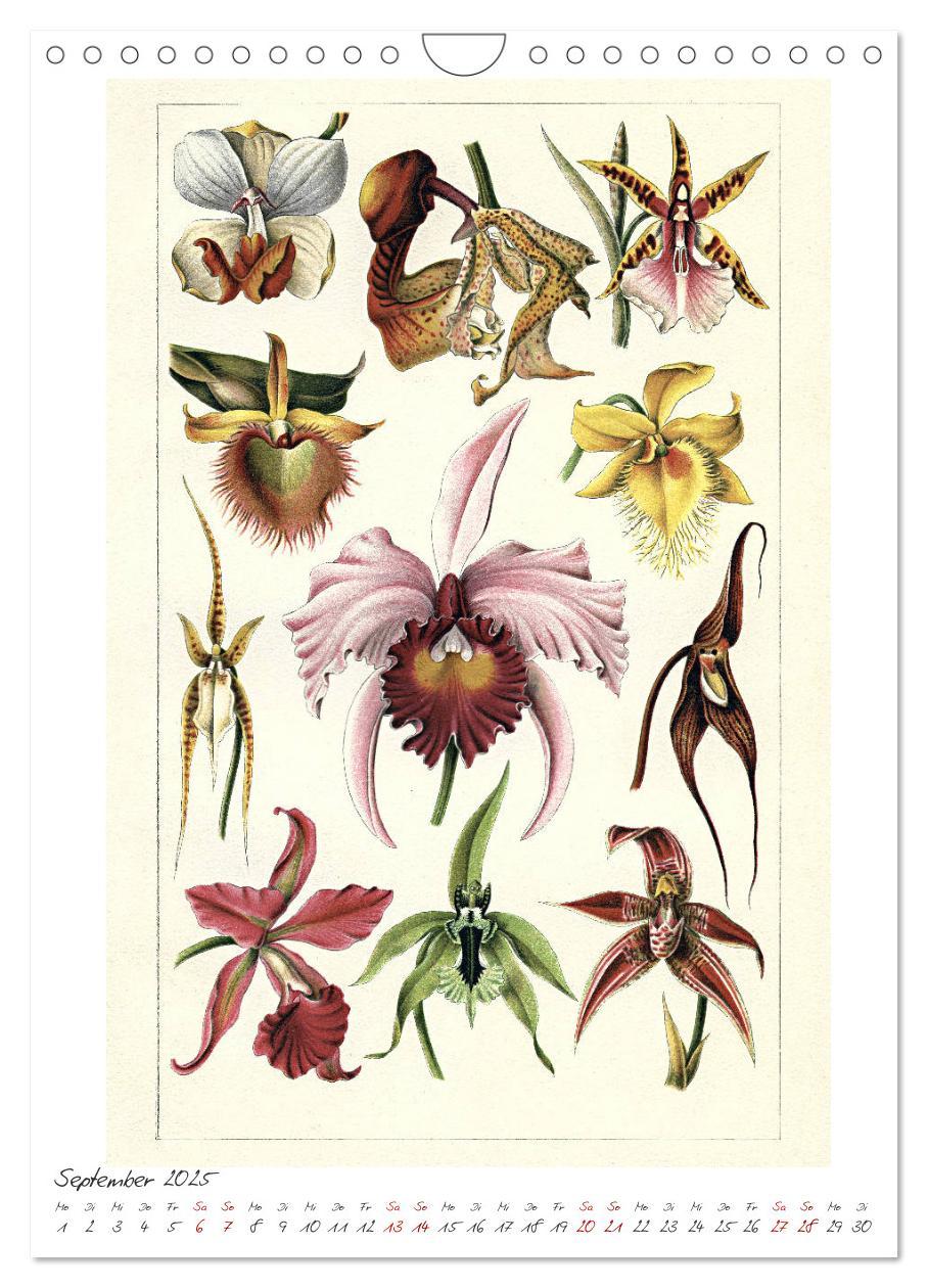 Bild: 9783435978908 | Formenspiele der Evolution. Chromolithographien des 19....