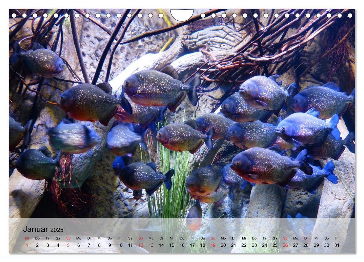 Bild: 9783435590827 | Knallbunte Wasserwelt. Die Welt der Fische (Wandkalender 2025 DIN...