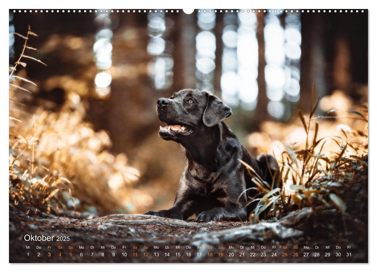 Bild: 9783435017843 | Verzauberung Labrador Retriever 2025 (Wandkalender 2025 DIN A2...