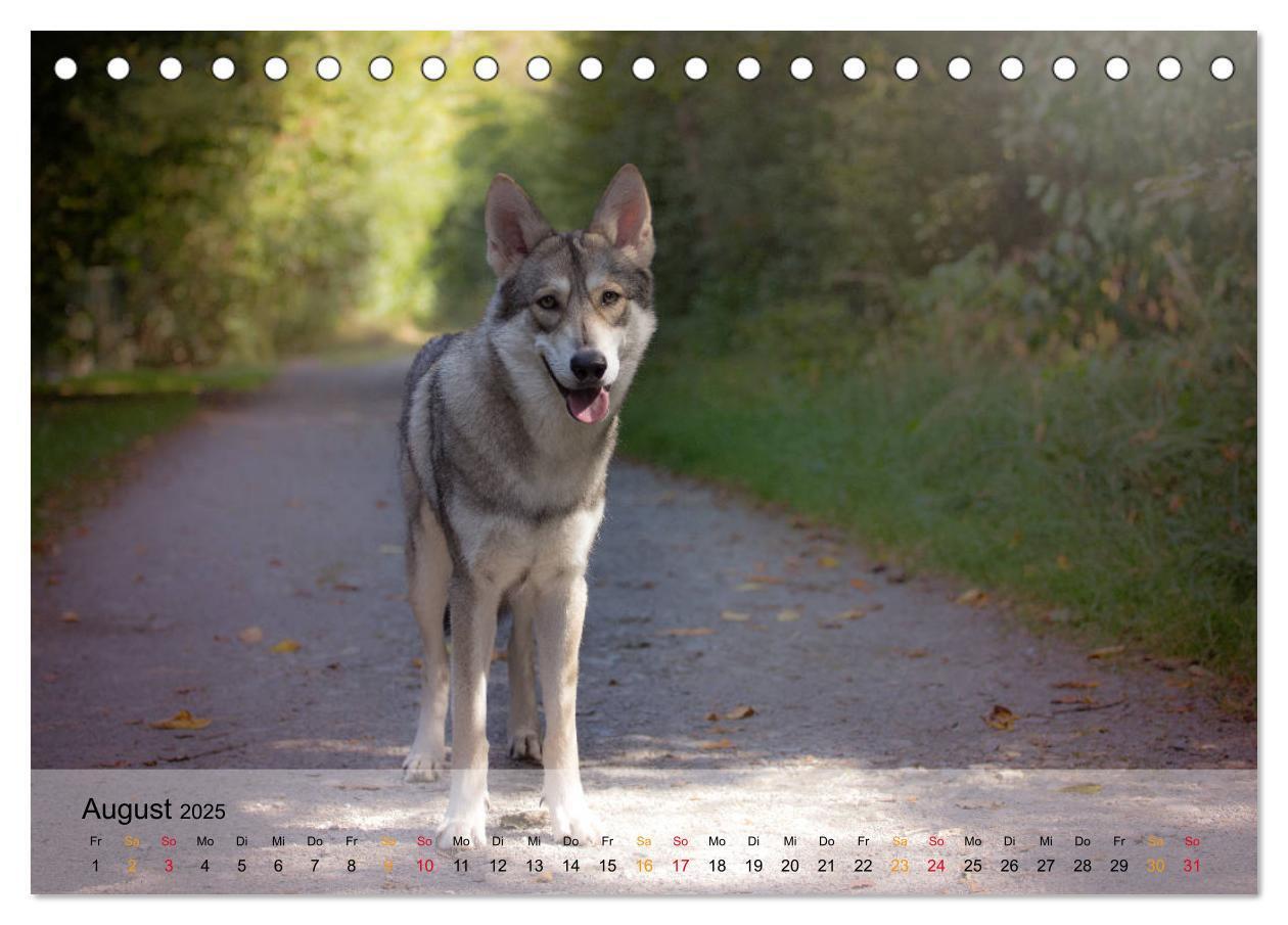 Bild: 9783435410262 | Wolfshunde 2025 (Tischkalender 2025 DIN A5 quer), CALVENDO...