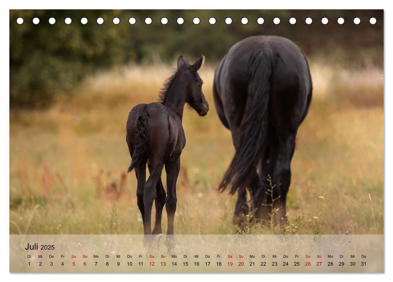 Bild: 9783435288441 | Pferdezauber 2025 (Tischkalender 2025 DIN A5 quer), CALVENDO...