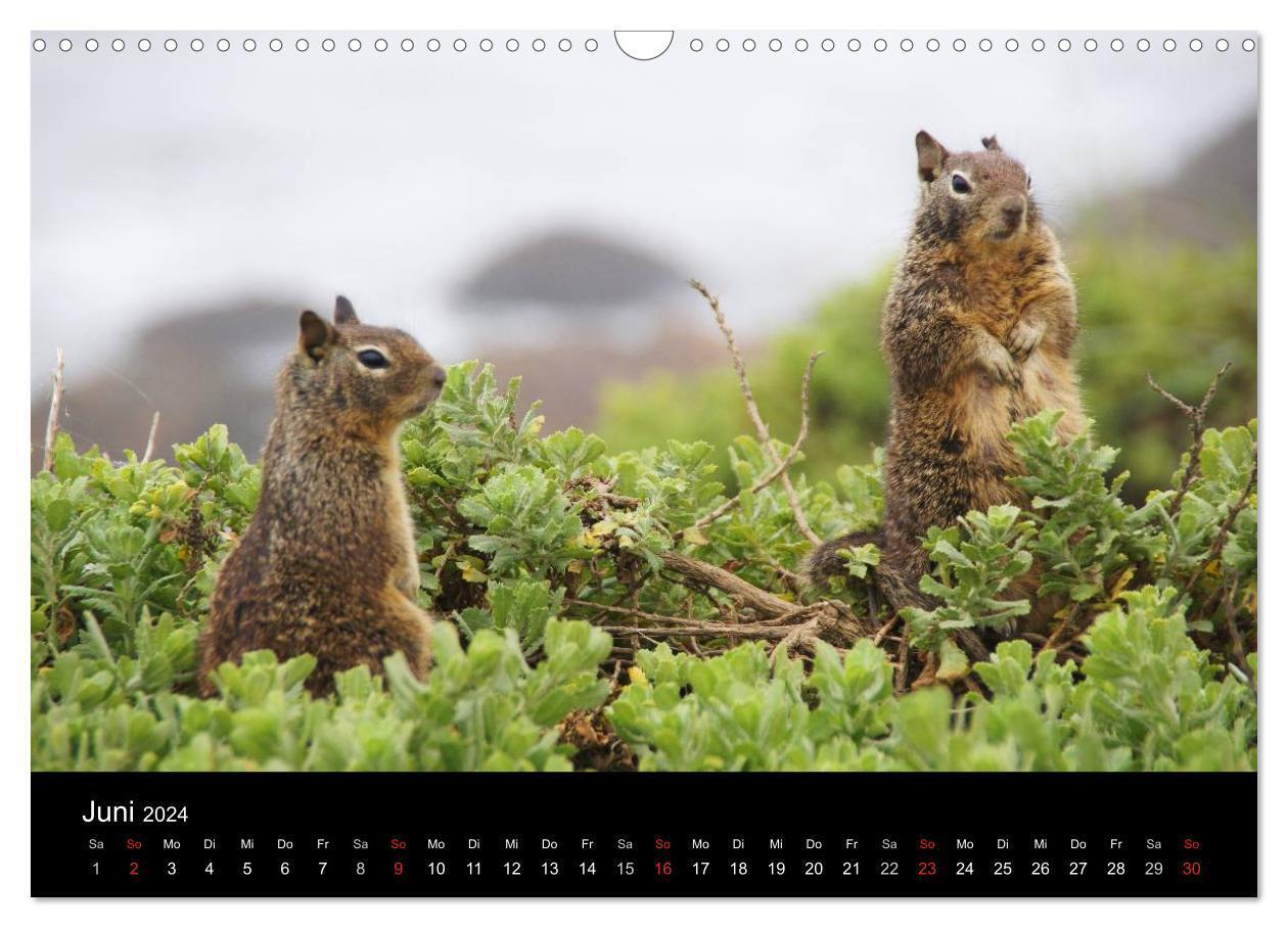 Bild: 9783383617072 | Monterey California (Wandkalender 2024 DIN A3 quer), CALVENDO...