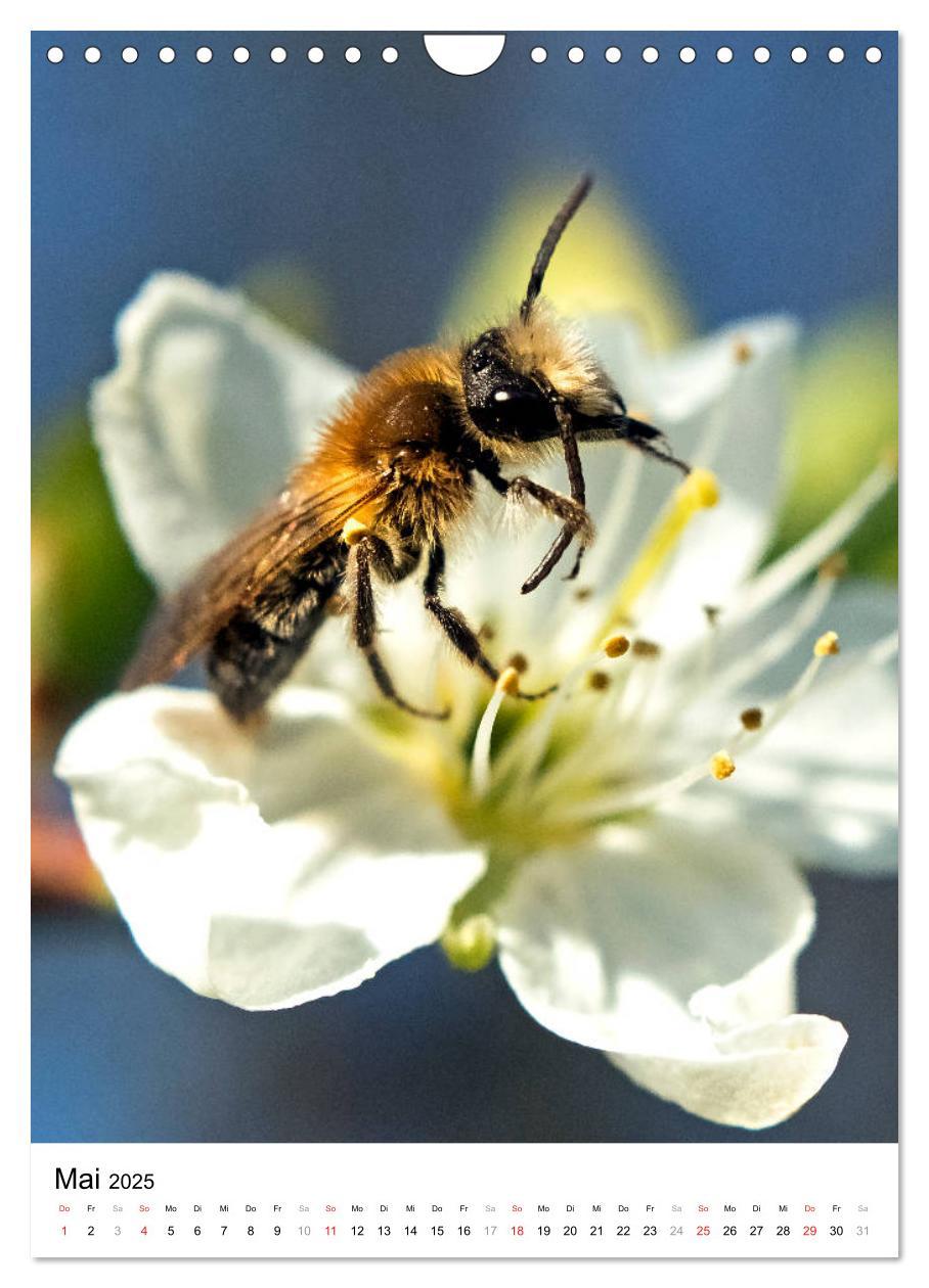 Bild: 9783435966653 | BIENEN - Kleine Nützlinge ganz nah (Wandkalender 2025 DIN A4 hoch),...