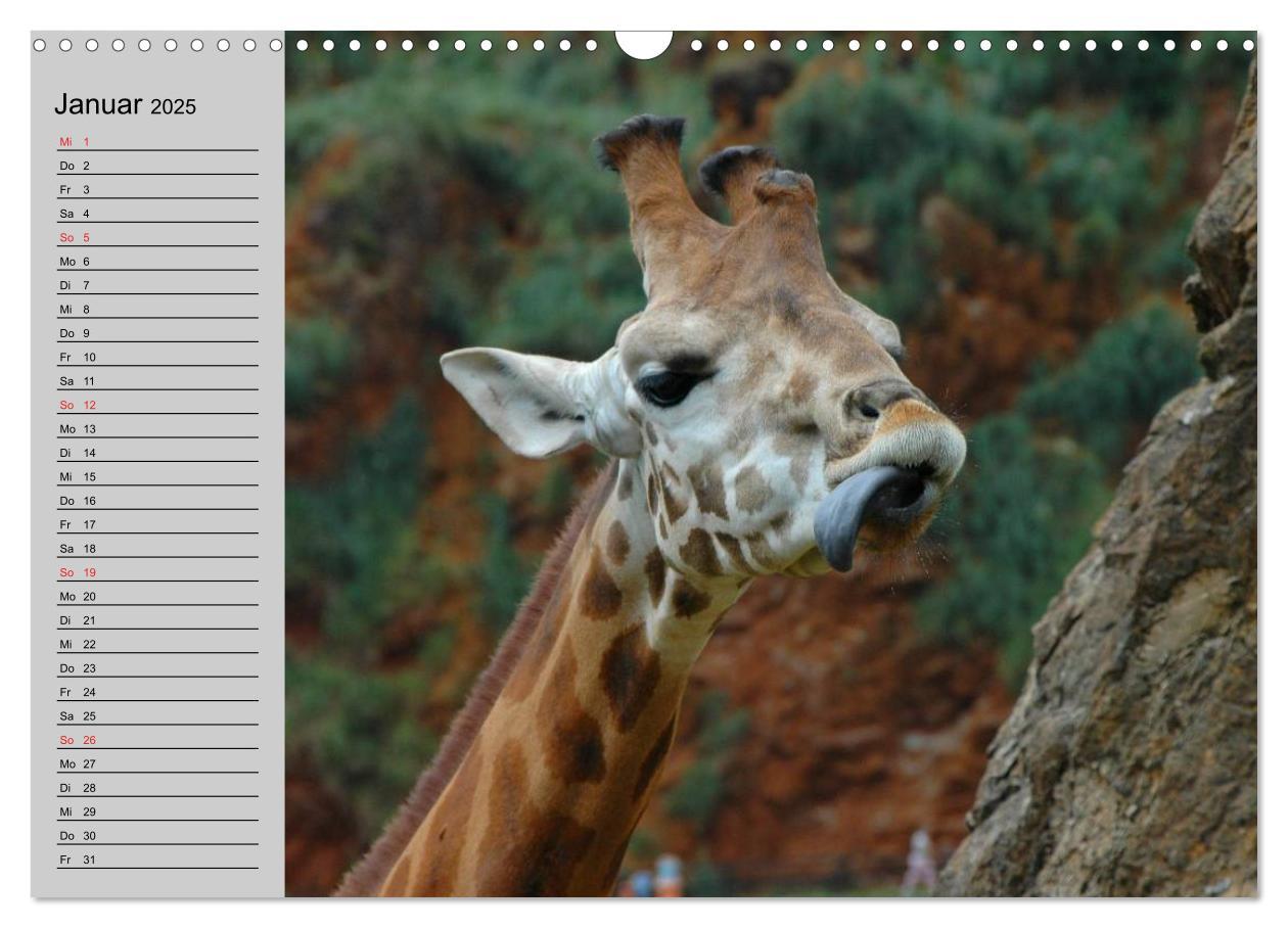 Bild: 9783435534968 | Giraffen. Dem Himmel so nah (Wandkalender 2025 DIN A3 quer),...