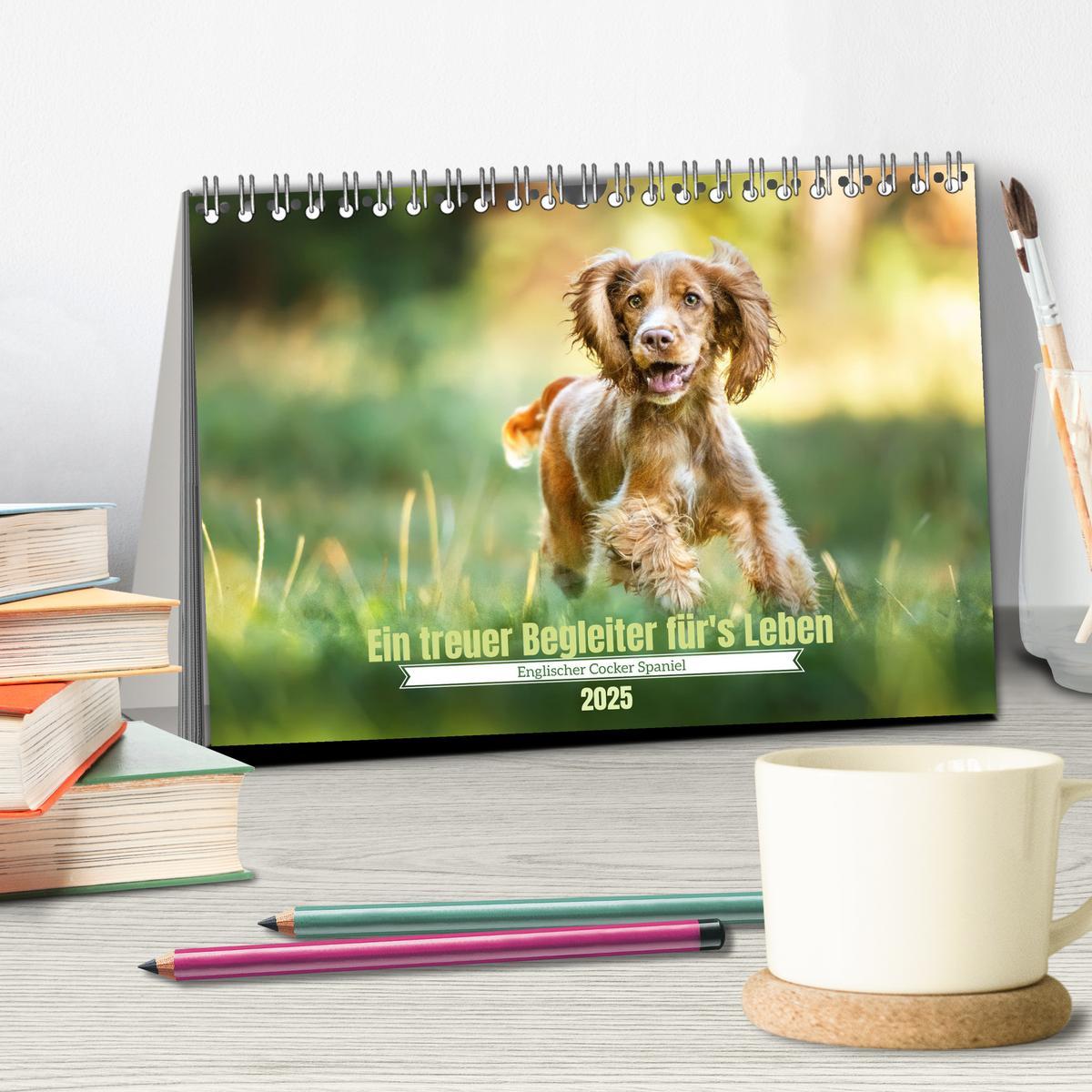 Bild: 9783383951633 | Englischer Cocker Spaniel (Tischkalender 2025 DIN A5 quer),...