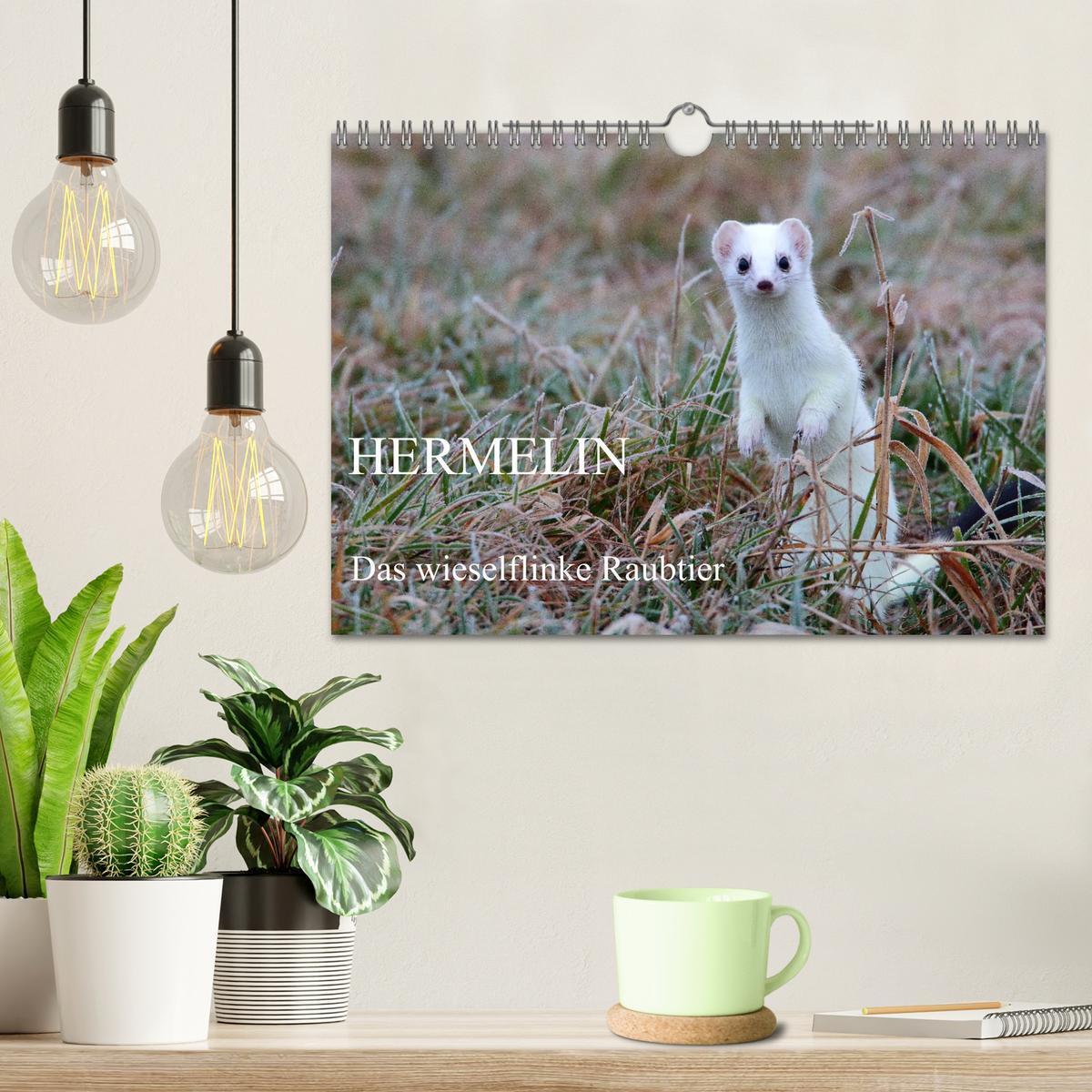 Bild: 9783435494804 | Hermelin - das wieselflinke Raubtier (Wandkalender 2025 DIN A4...