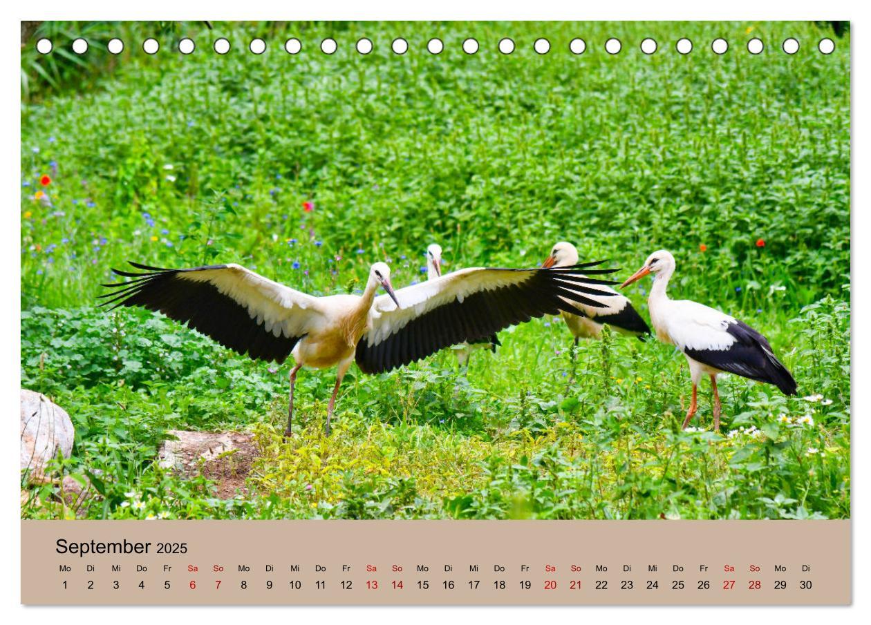 Bild: 9783435019038 | Der Storchenkalender (Tischkalender 2025 DIN A5 quer), CALVENDO...