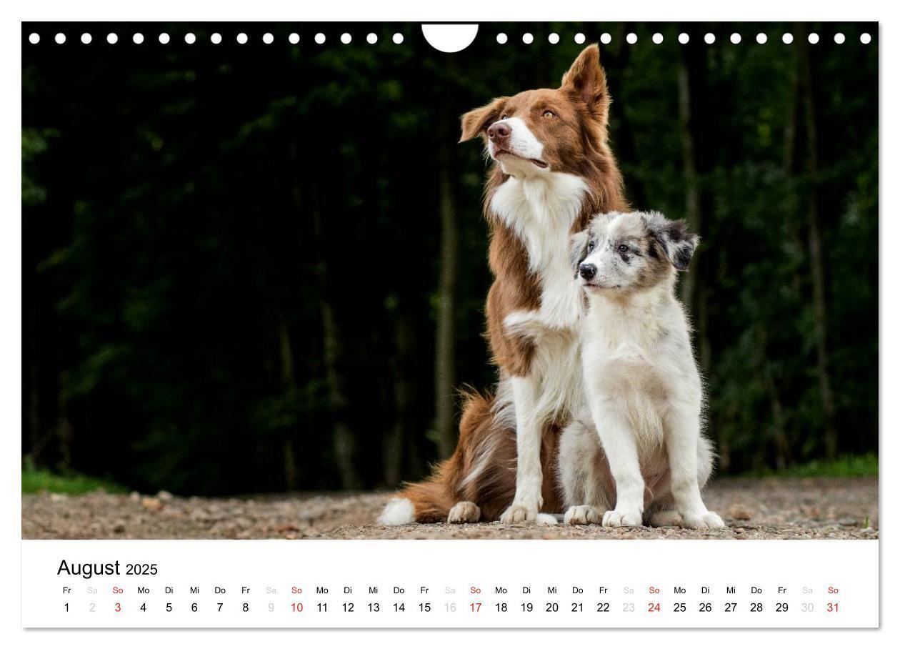 Bild: 9783435578153 | Border Collies 2025 (Wandkalender 2025 DIN A4 quer), CALVENDO...