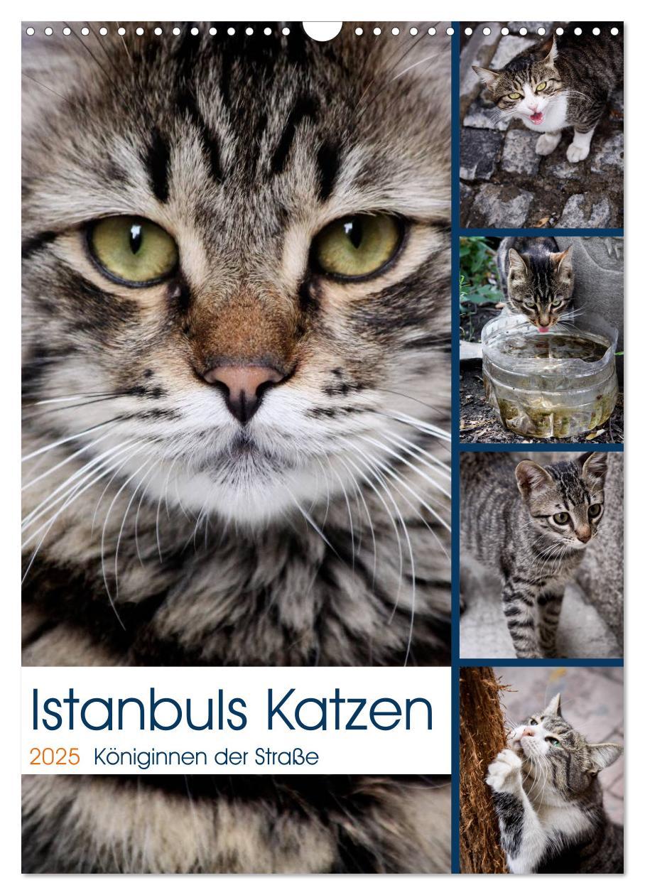 Cover: 9783457086865 | Istanbuls Katzen (Wandkalender 2025 DIN A3 hoch), CALVENDO...