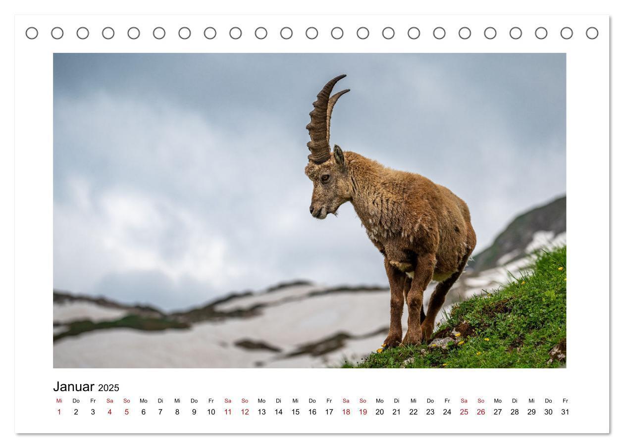 Bild: 9783383907937 | Steinböcke - Die Könige der Alpen (Tischkalender 2025 DIN A5 quer),...